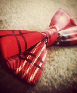 red checked bow tie
